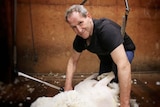 Tasmanian shearer Tony Bryant shears a sheep