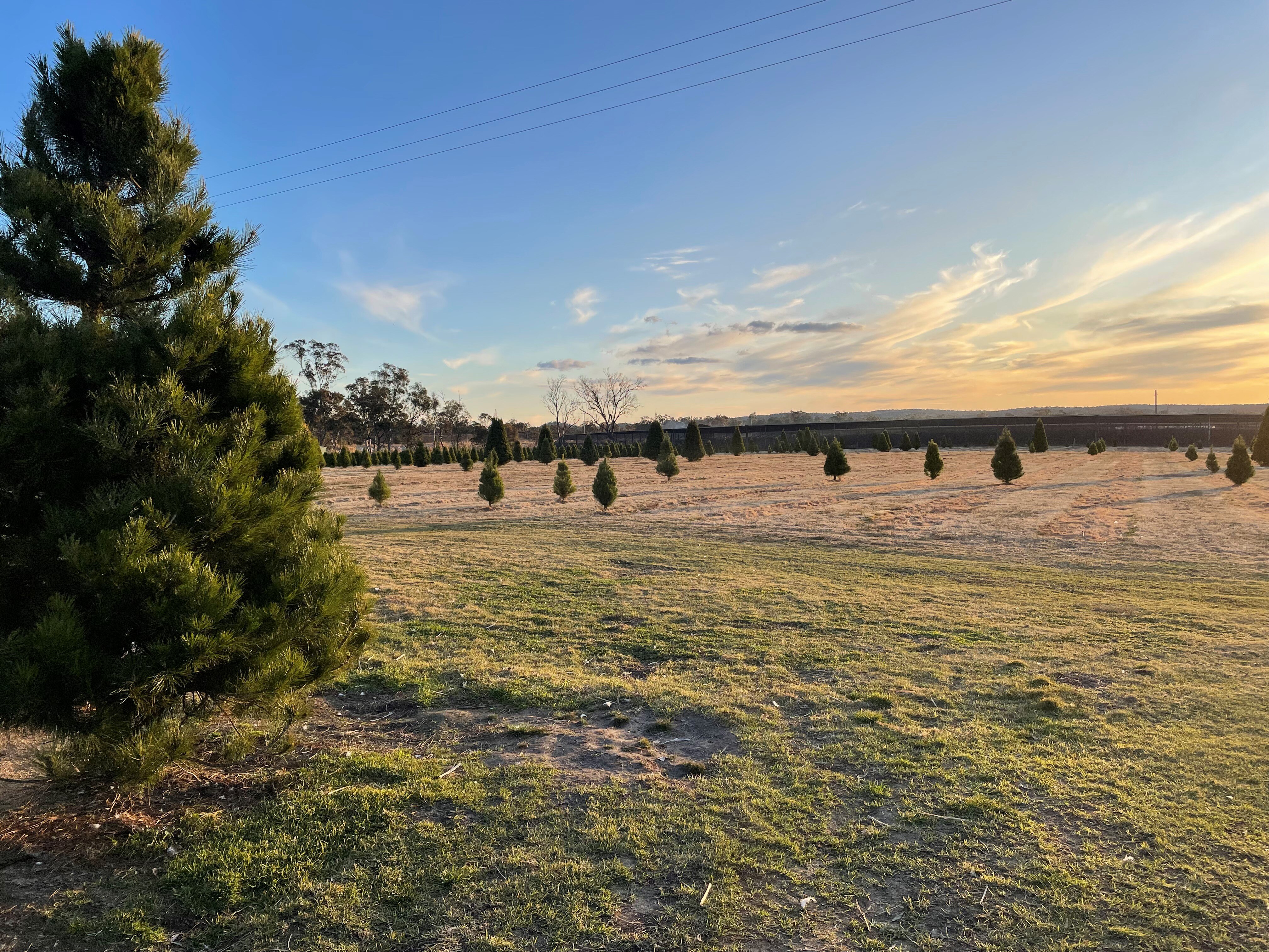 View of the Frasers' Christmas tree farm