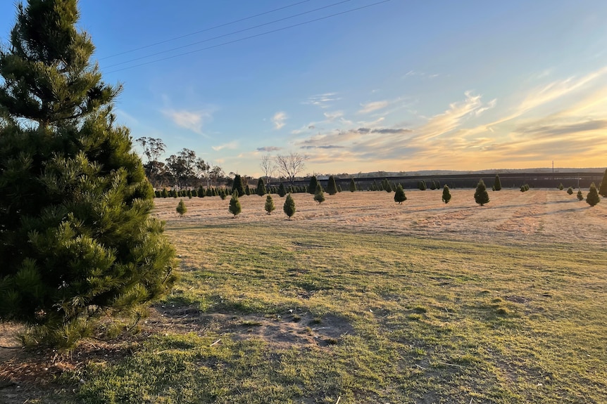 View of the Frasers' Christmas tree farm