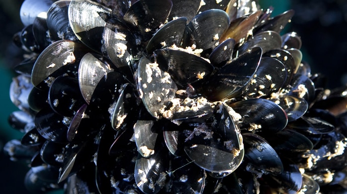 A close-up of black baby mussels.