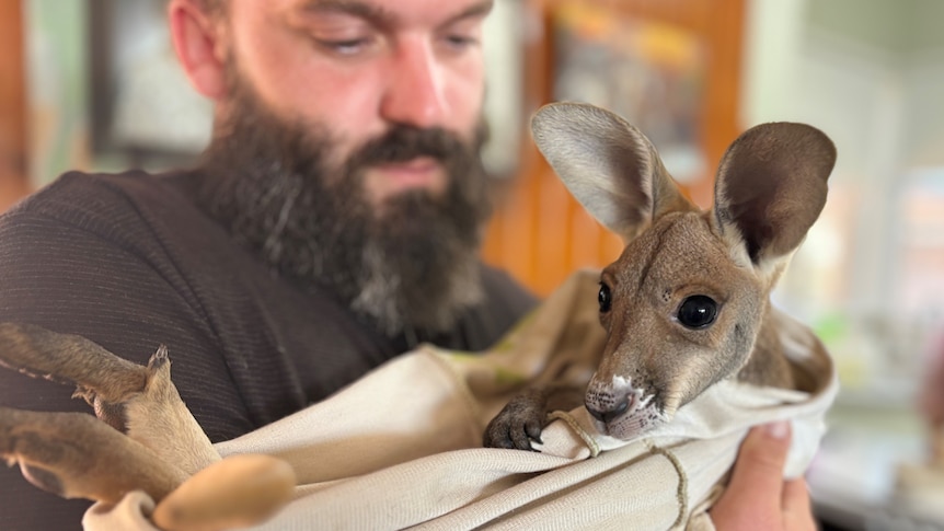 A red kangaroo joey looks at the camera, held by a man with a black shirt and beard.