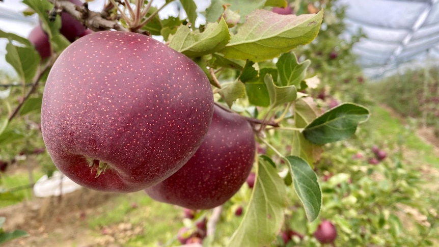'Louis Vuitton' of Australian apples bound for international stage