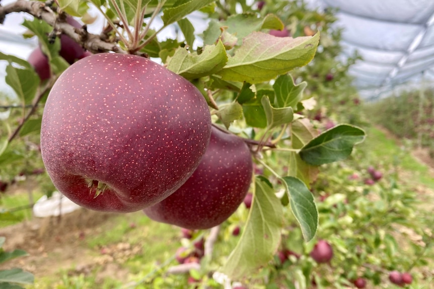 A dark purple  apple on a tree