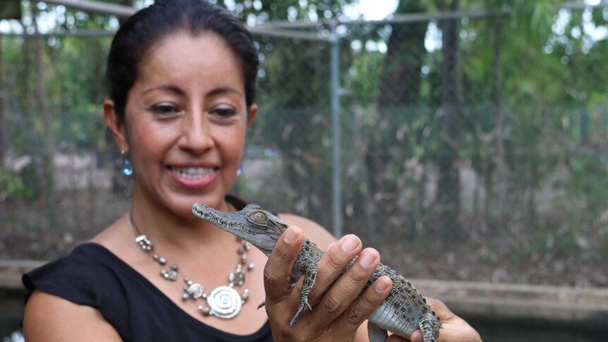 Crocodylus Park owner Giovanna Webb holds a baby crocodile.