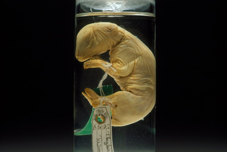 A baby thylacine in a jar.