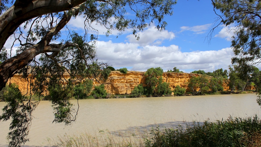 Murray cliffs at Swan Reach