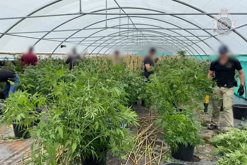 Half a dozen police with identities blurred out, inside a large commercial greenhouse taking large cannabis plants out of pots.