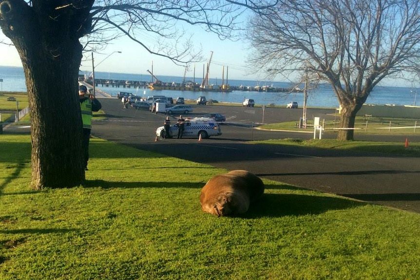 Fur seal sunbathing in Portarlington on grass with police in distance