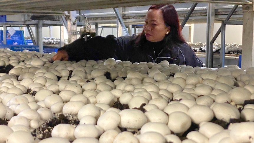 A woman inspecting mushrooms on a tray.