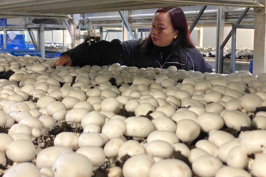 A woman inspecting mushrooms on a tray.