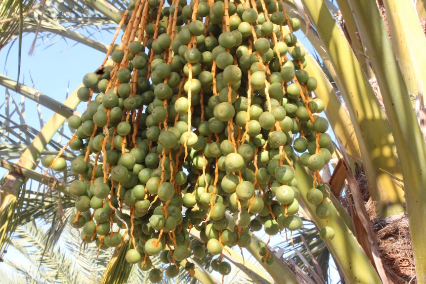 Juvenile dates hang from a tree.