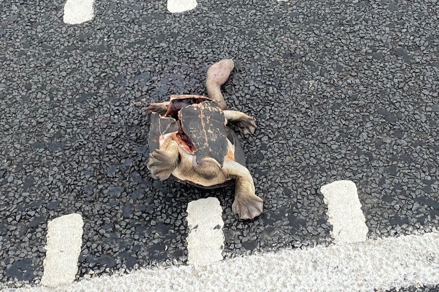 A dead turtle on the middle of the road 