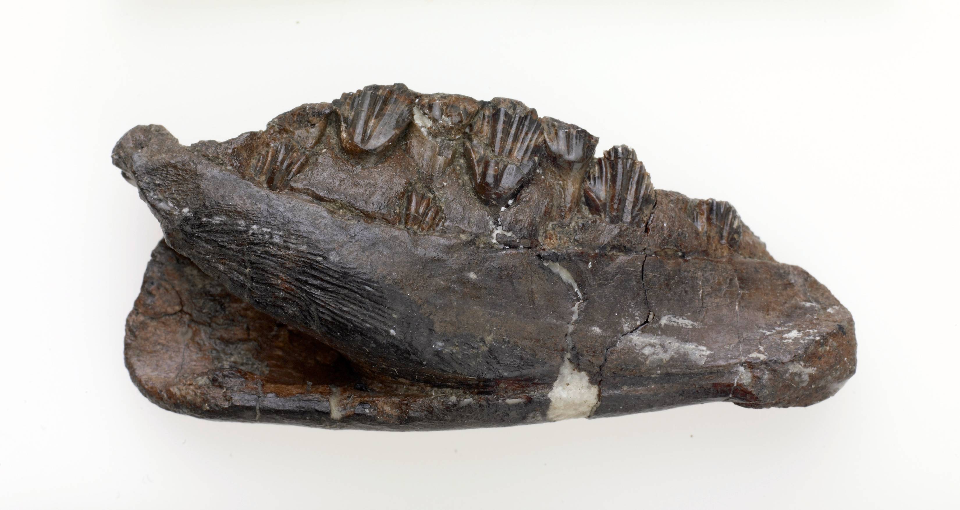 A fossilised jaw bone with several teeth.