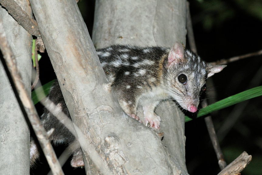 A small spotted furry creature sits in between two tree branches.