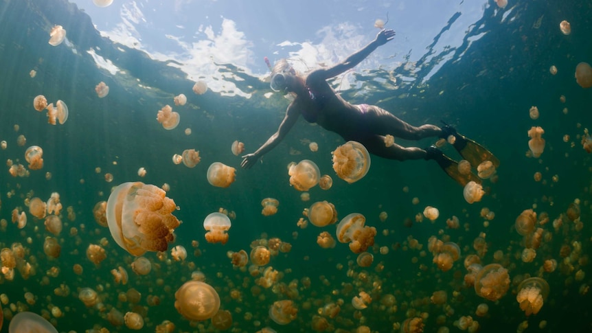 A women under water wearing snorkels surrounded by jellyfish.