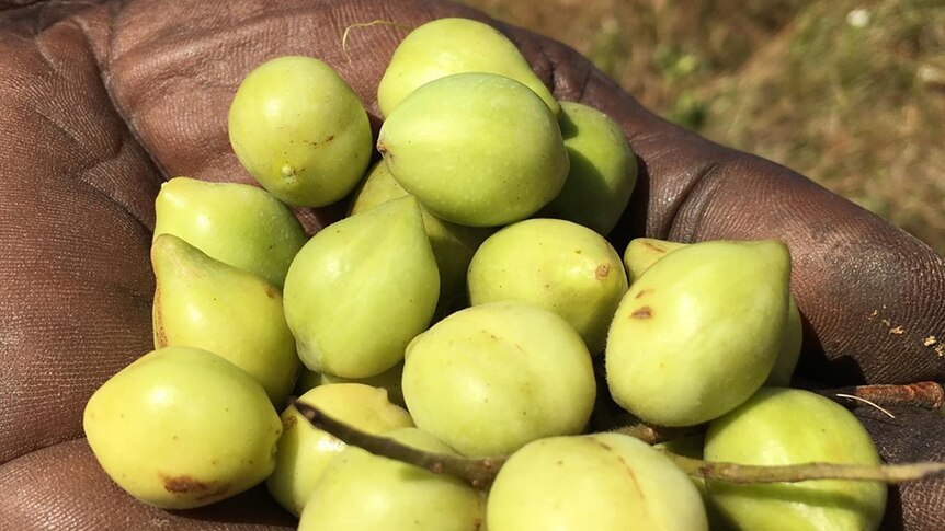small green plums held in a hand.