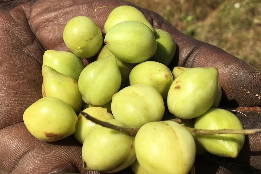 small green plums held in a hand.