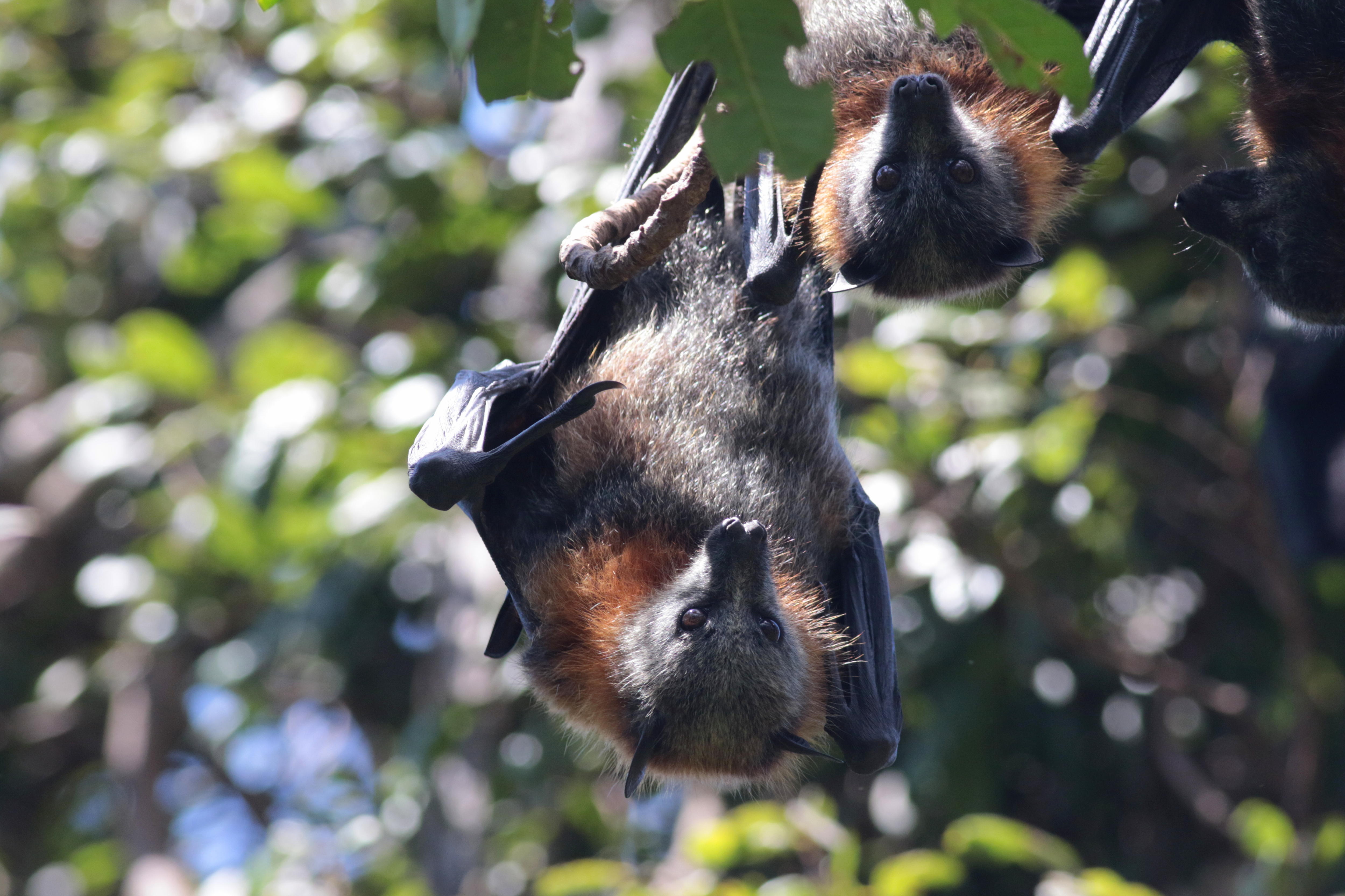 Two flying foxes hanging in a tree