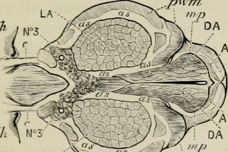 An illustration of a bee brain from an 1886 treatise on bee keeping