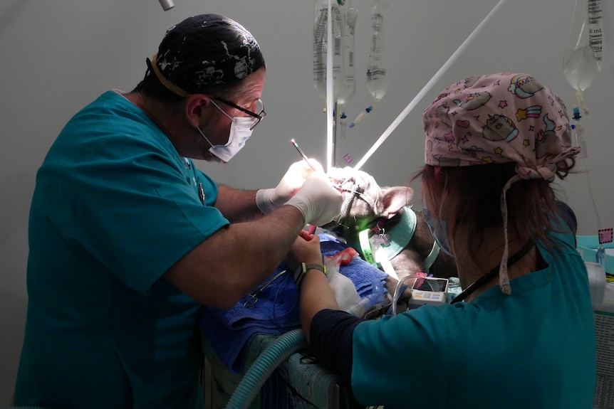 Dr Damien MacGinley performs surgery on a pet dog.