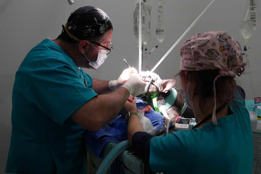 Veterinarians perform surgery on a dog.