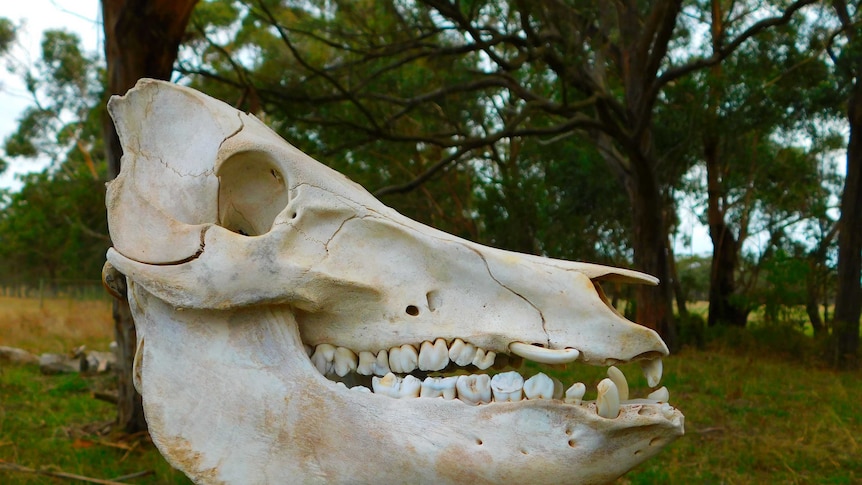 A feral pig skull sits atop a fence post in a country area.