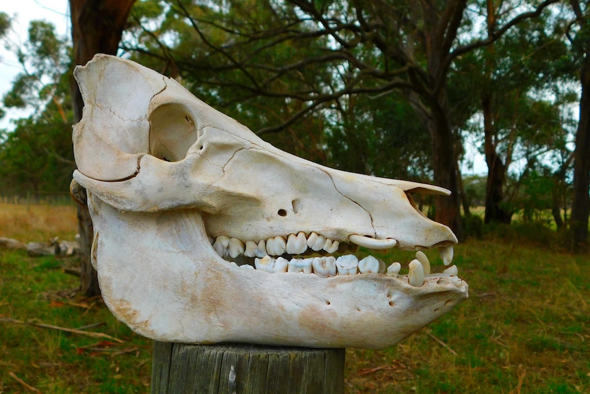 A feral pig skull sits atop a fence post in a country area.