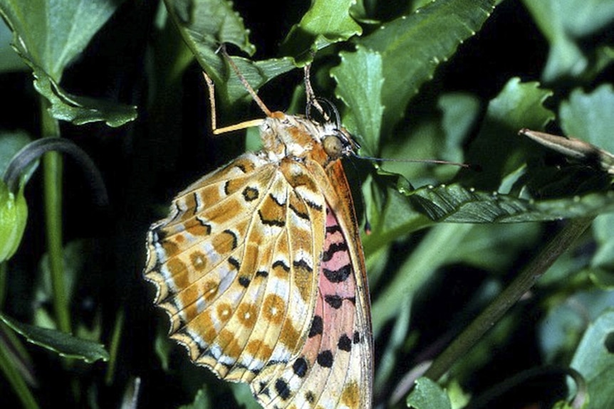 A close-up of a multi-coloured butterfly on a leaf. White wings have a pattern of black, pink and orange.