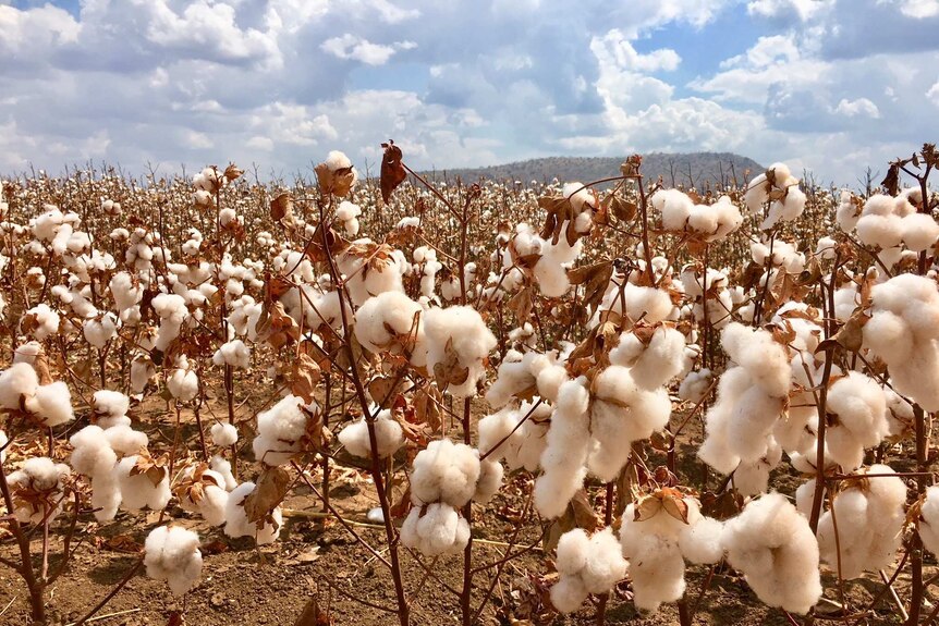A close up of a cotton field in Kununurra.