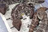 some of the lizards seized by authorities at Perth Airport