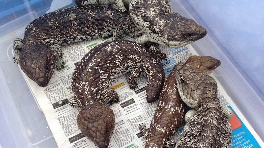 some of the lizards seized by authorities at Perth Airport