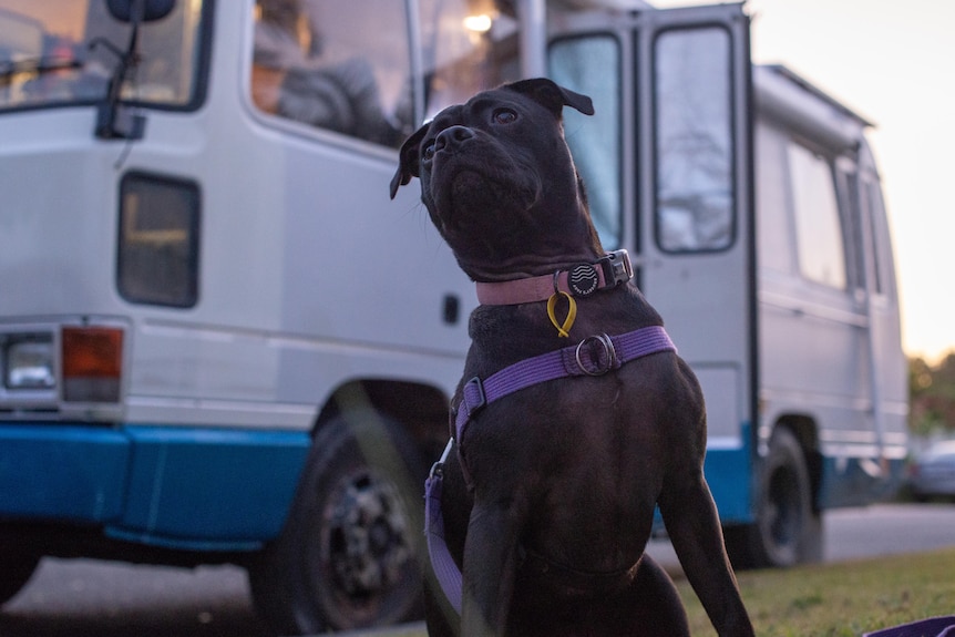 A small black dog wearing a harness sits on the grass in front of a van.