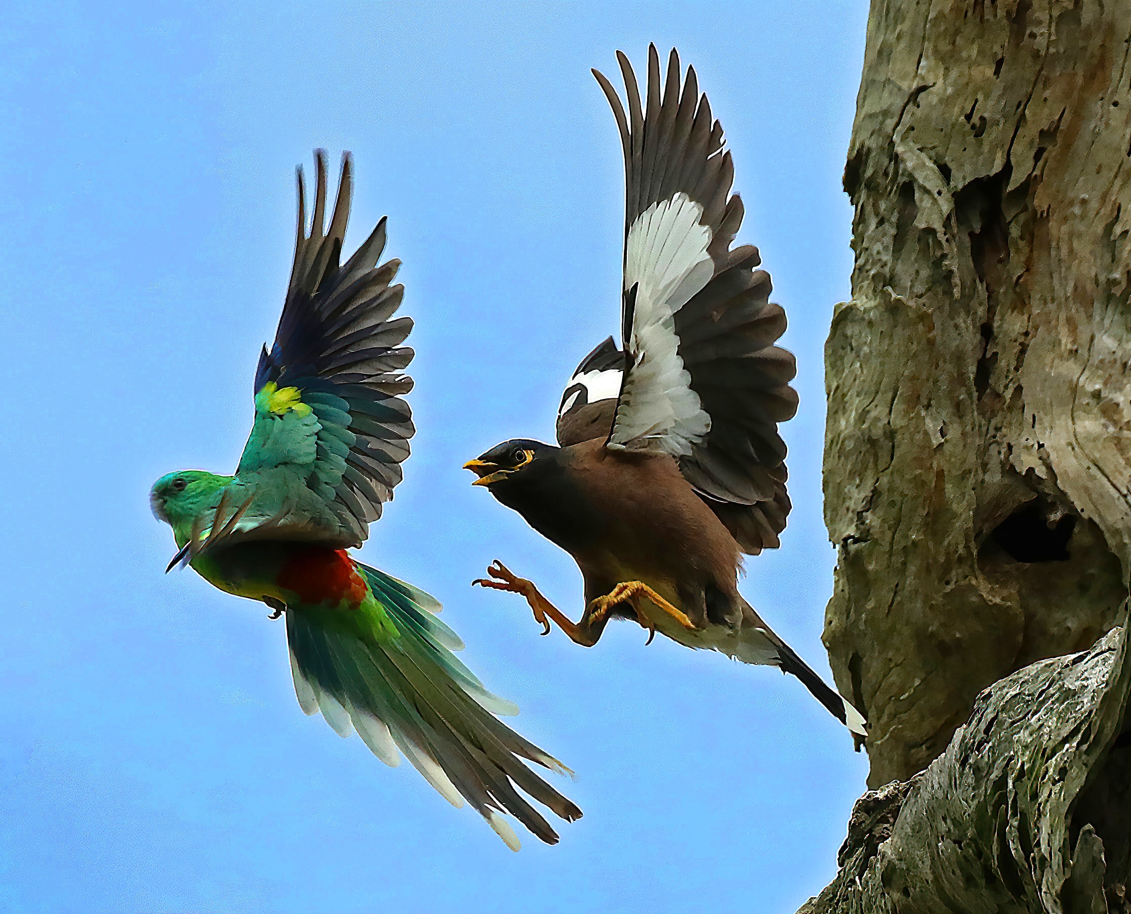 Wildlife carer puts $5 bounty on Indian mynas, the 'cane toads of the sky'