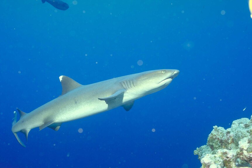A white tip reef shark swims near coral.