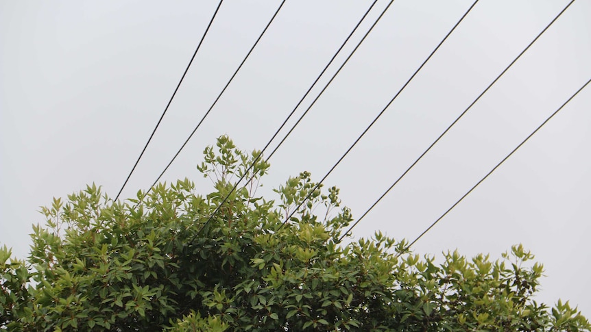 SA Power Networks is looking at options so it doesn't need to trim trees under powerlines.