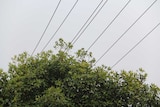 SA Power Networks is looking at options so it doesn't need to trim trees under powerlines.