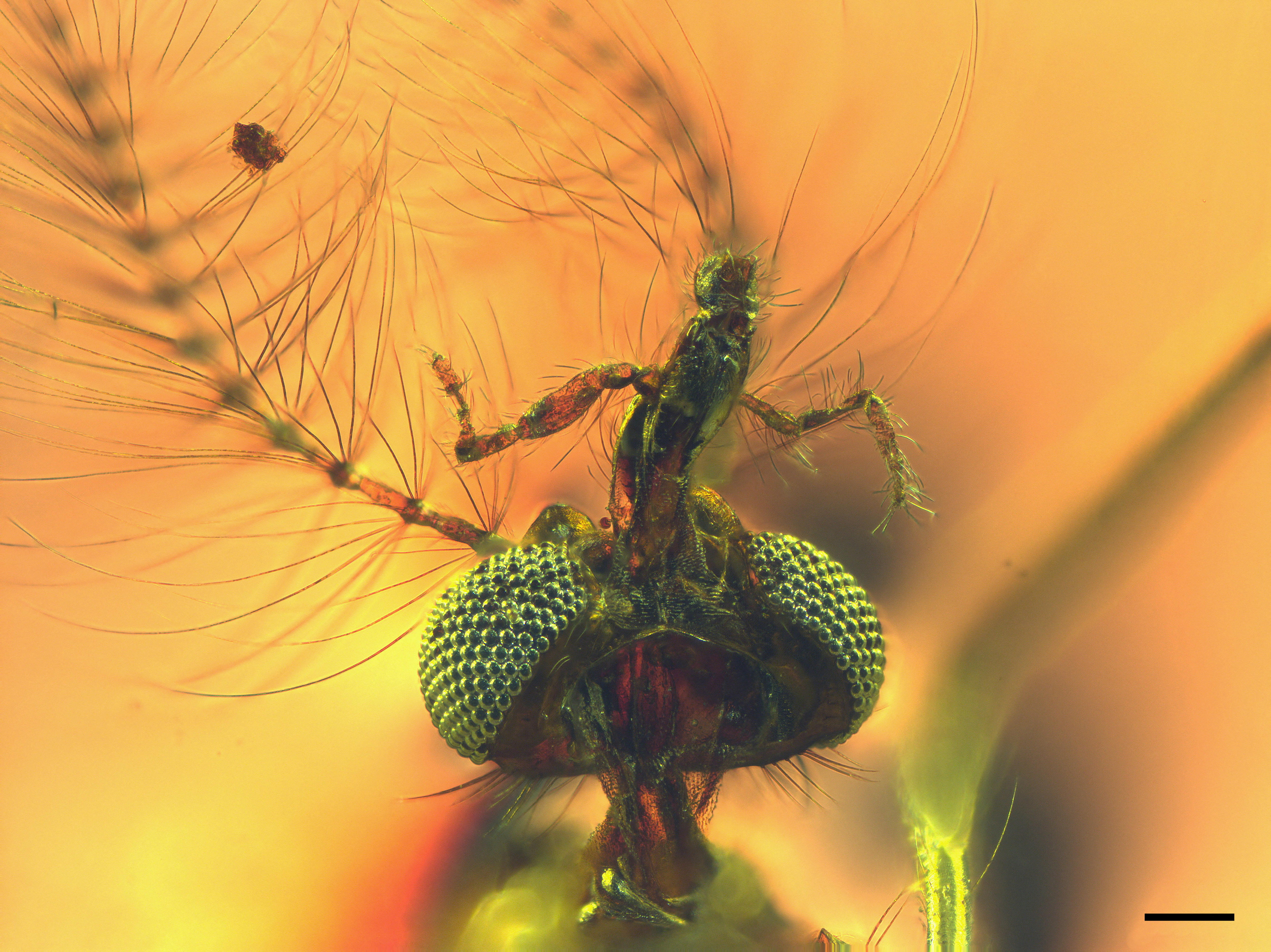 A close up of a mosquito head in a yellow substance.