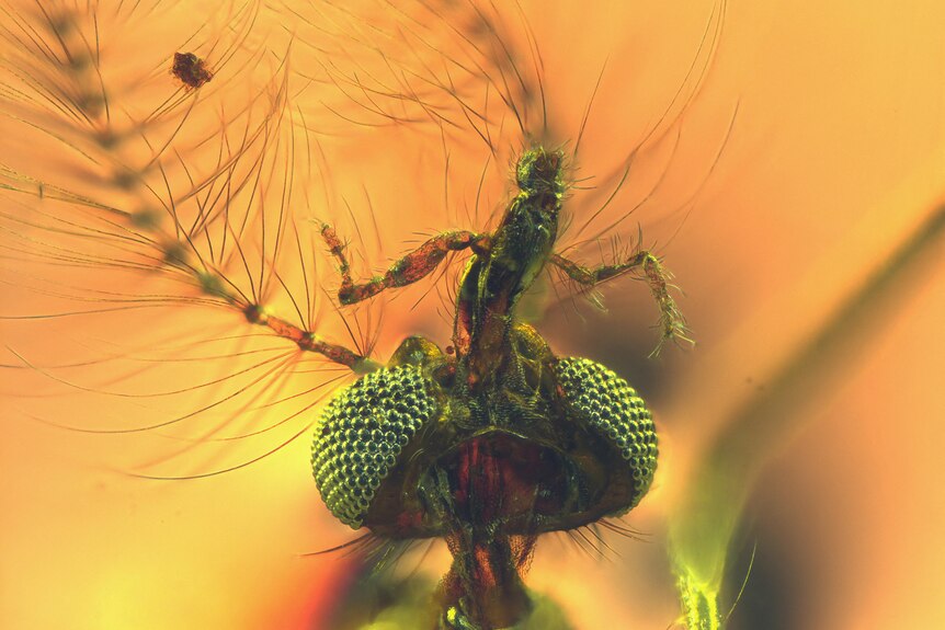 A close up of a mosquito head in a yellow substance.