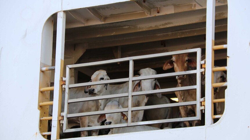 Cattle looking out from a pen on board livestock vessel, the MV Ocean Drover, in the Darwin port.