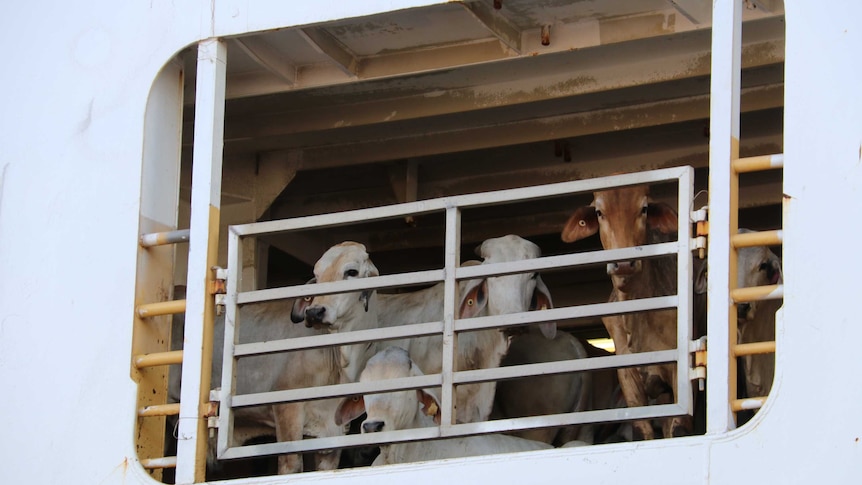 Cattle looking out from a pen on board livestock vessel, the MV Ocean Drover, in the Darwin port.