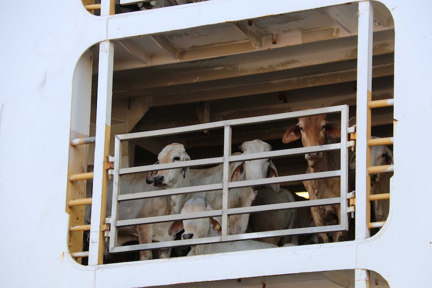 Cattle looking out from a pen on board livestock vessel, the MV Ocean Drover, in the Darwin port.