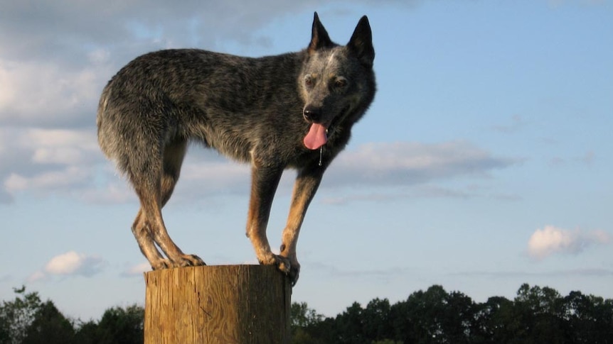 Blue heeler standing on post.