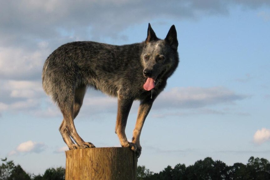 Blue heeler