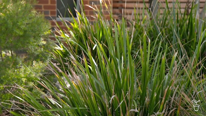 Native grasses growing in a clump outside a building