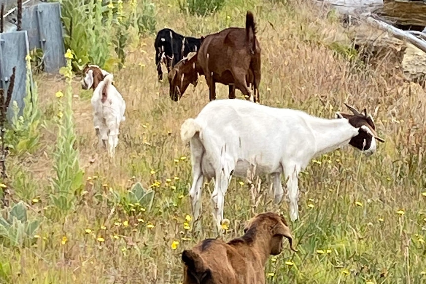 Four goats eating grass beside the East Derwent Highway