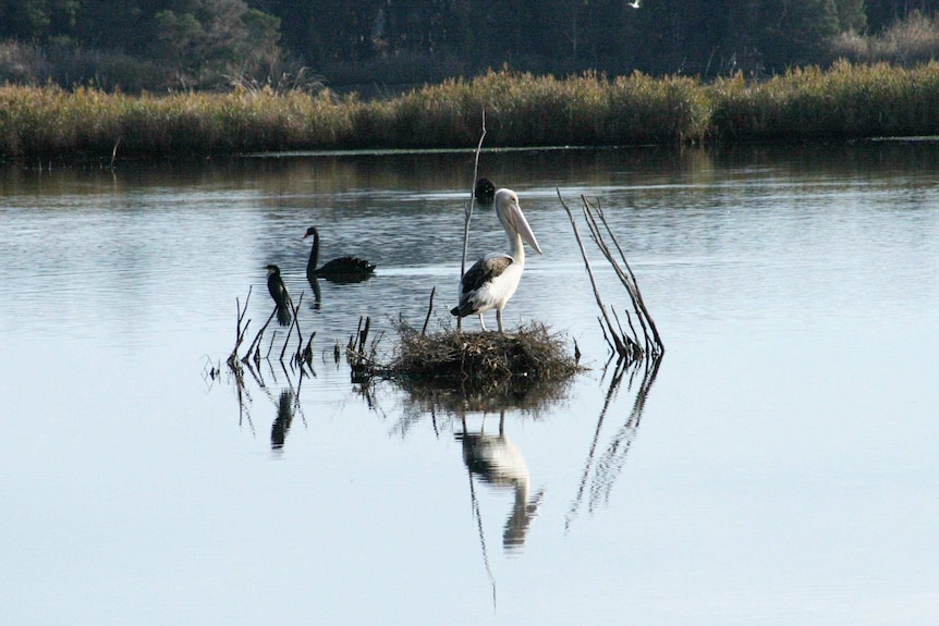 A pelican and swan on a wetland