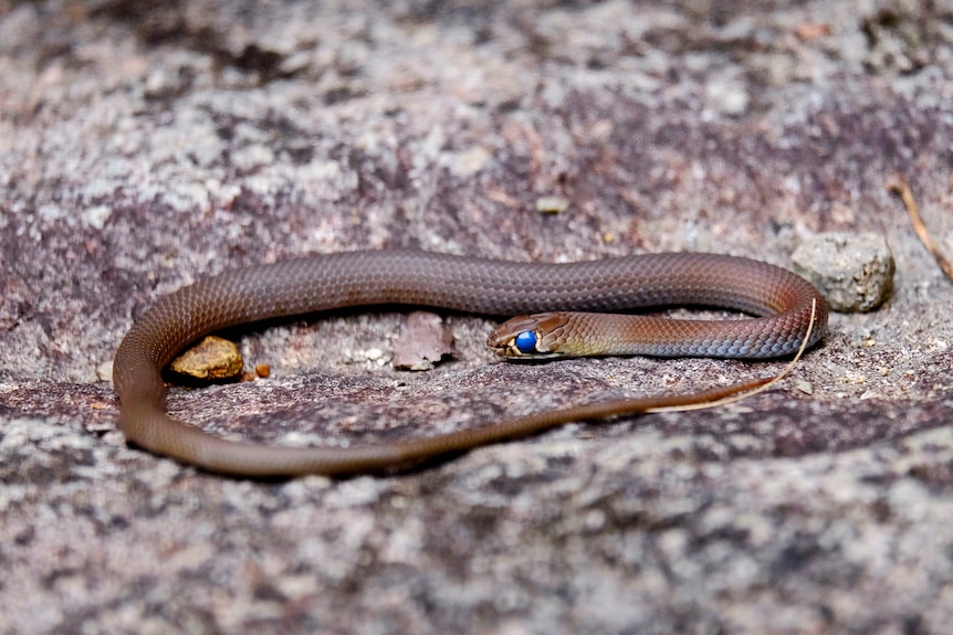 A small brown snake with a bright blue eye lying on a rock