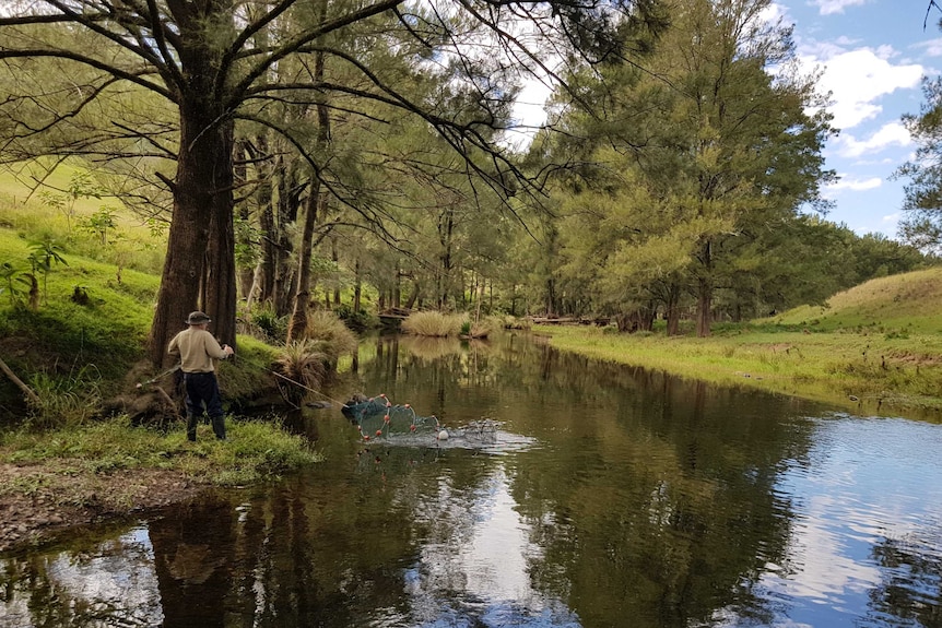 A researcher checks a net trap in a river surrounded by trees, looking for turtles