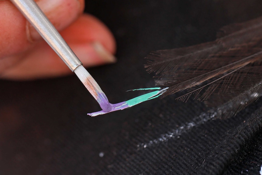 environmentalist painting one of the birds tails purple and blue.