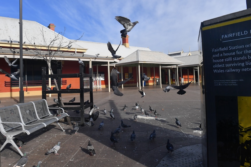 Pigeons on the ground and in the air outside a train station.